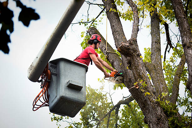 Best Hazardous Tree Removal  in Hermosa Beach, CA